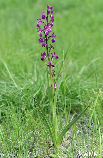 Orchis laxiflora = Paludorchis laxiflora = Anacamptis laxiflora