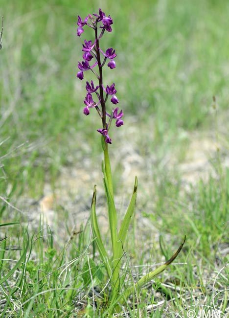 Orchis laxiflora = Paludorchis laxiflora = Anacamptis laxiflora