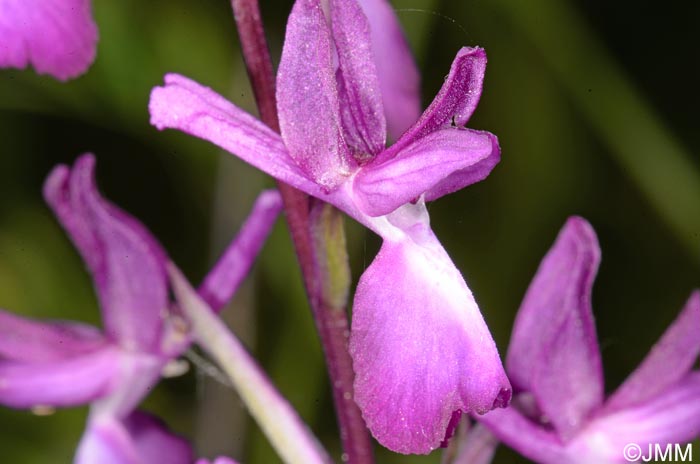 Orchis laxiflora = Paludorchis laxiflora = Anacamptis laxiflora