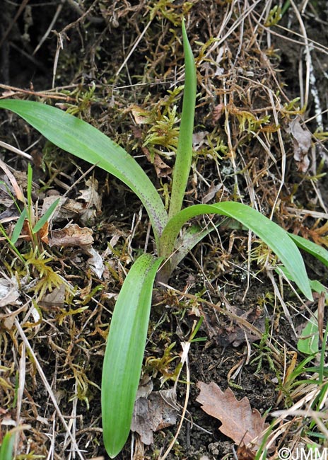 Orchis ovalis