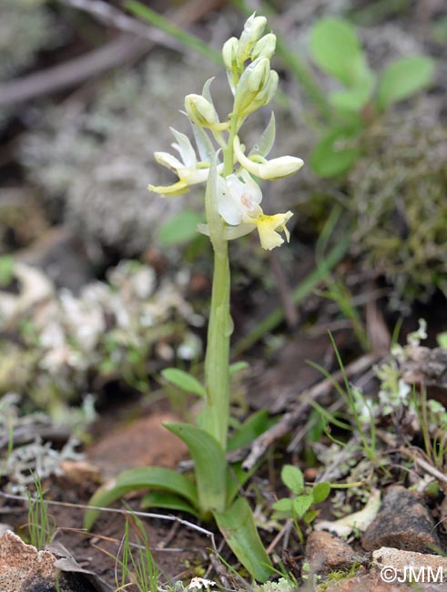 Orchis pauciflora