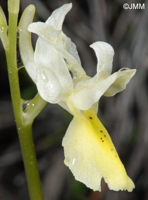 Orchis pauciflora