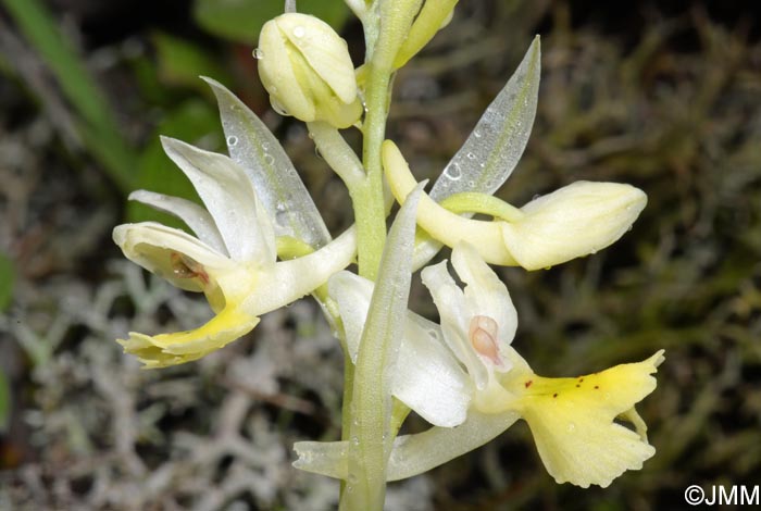 Orchis pauciflora