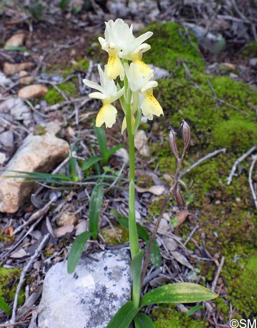 Orchis pauciflora