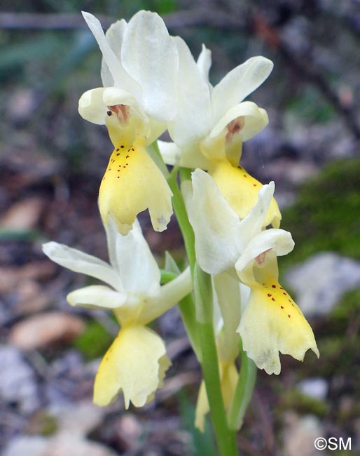 Orchis pauciflora