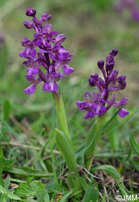 Orchis picta var. skorpilii = Herorchis picta var. skorpilii