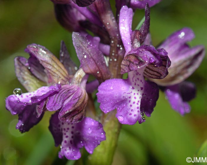 Orchis picta var. skorpilii = Herorchis picta var. skorpilii