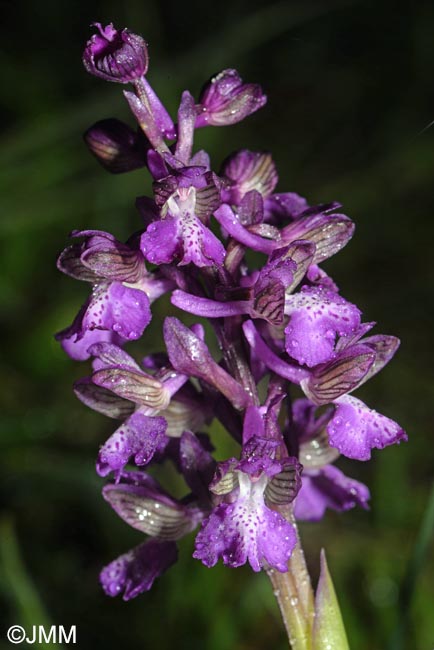 Orchis picta var. skorpilii = Herorchis picta var. skorpilii