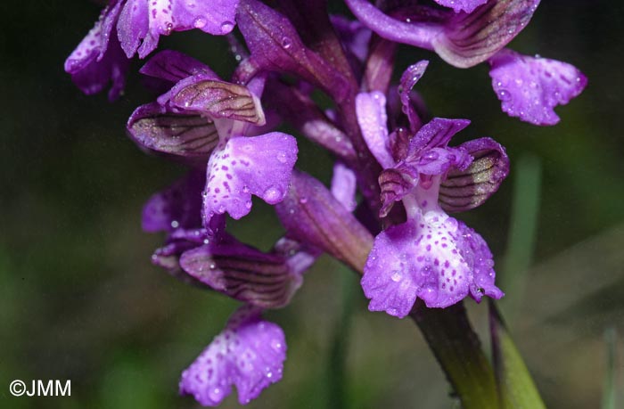 Orchis picta var. skorpilii = Herorchis picta var. skorpilii