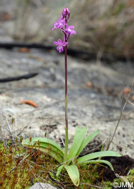 Orchis quadripunctata