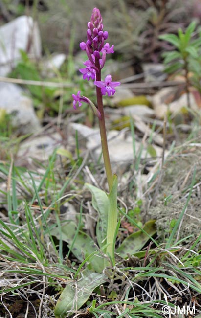 Orchis quadripunctata