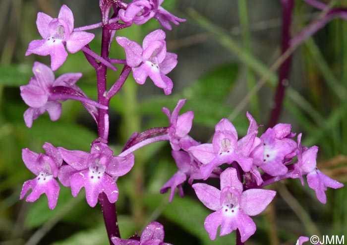 Orchis quadripunctata