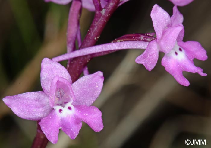 Orchis quadripunctata