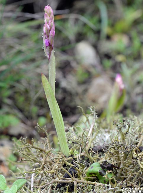 Orchis quadripunctata