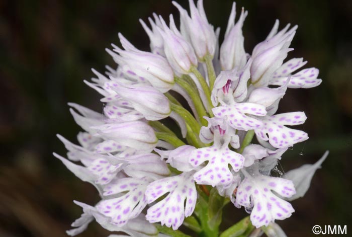 Orchis tridentata = Neotinea tridentata