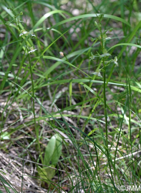 Platanthera chlorantha