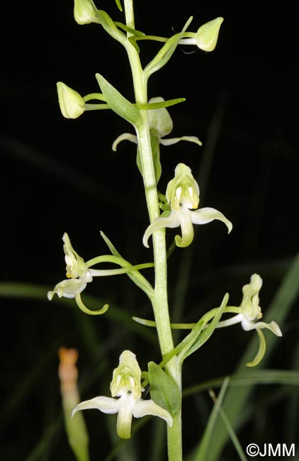 Platanthera chlorantha