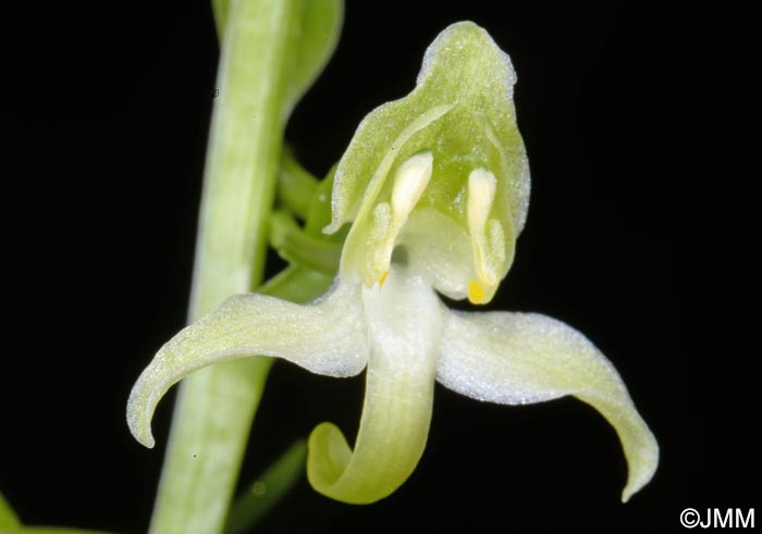 Platanthera chlorantha