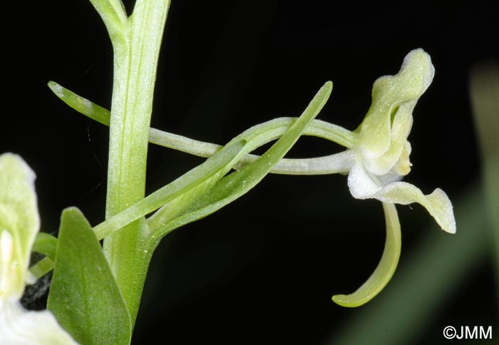 Platanthera chlorantha