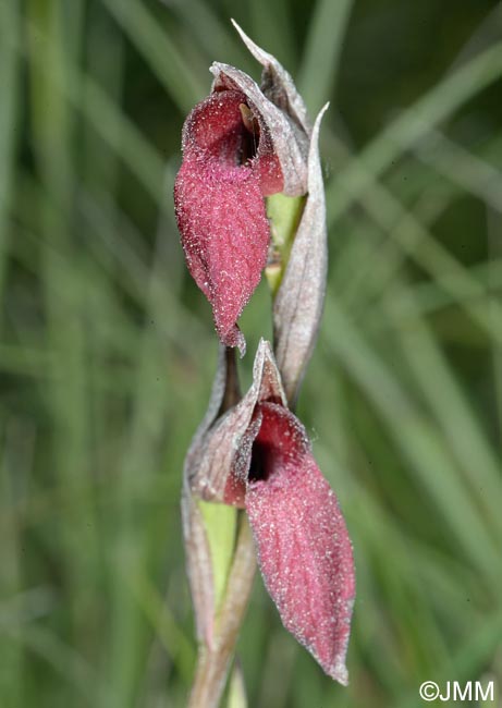 Serapias istriaca x Serapias lingua