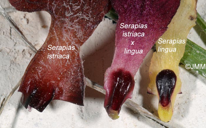 Serapias istriaca x Serapias lingua