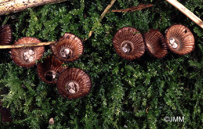 Cyathus striatus = Cyathus hirsutus