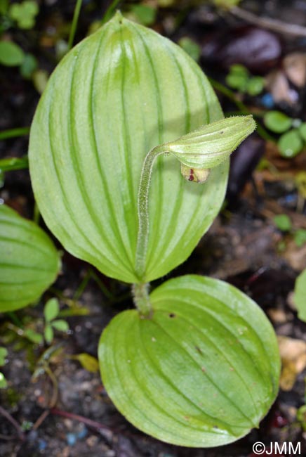 Cypripedium guttatum