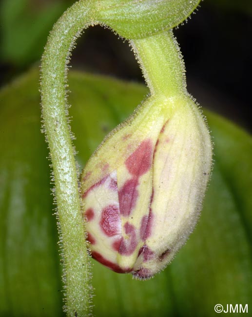 Cypripedium guttatum