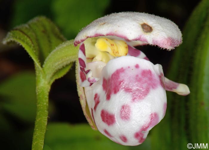 Cypripedium guttatum