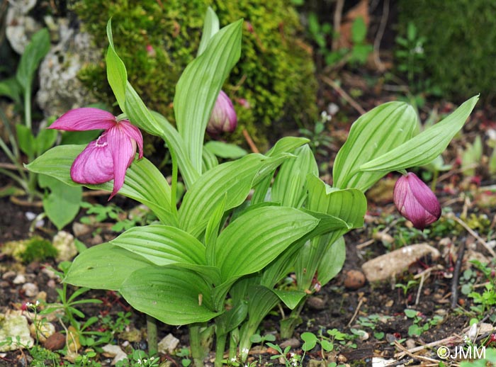 Cypripedium macranthos