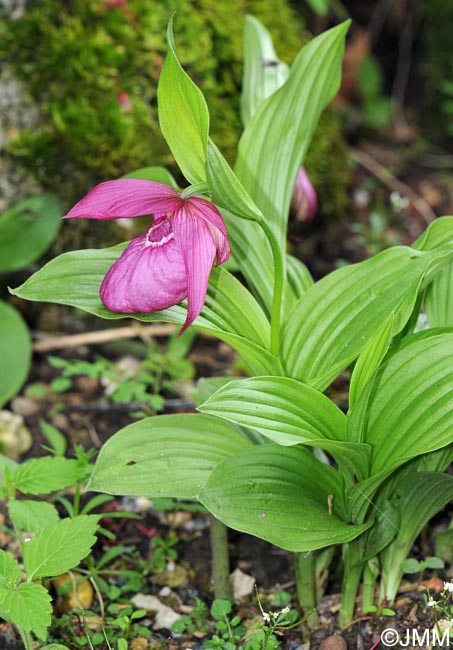 Cypripedium macranthos