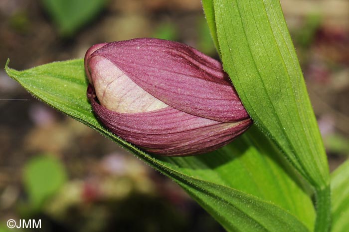 Cypripedium macranthos