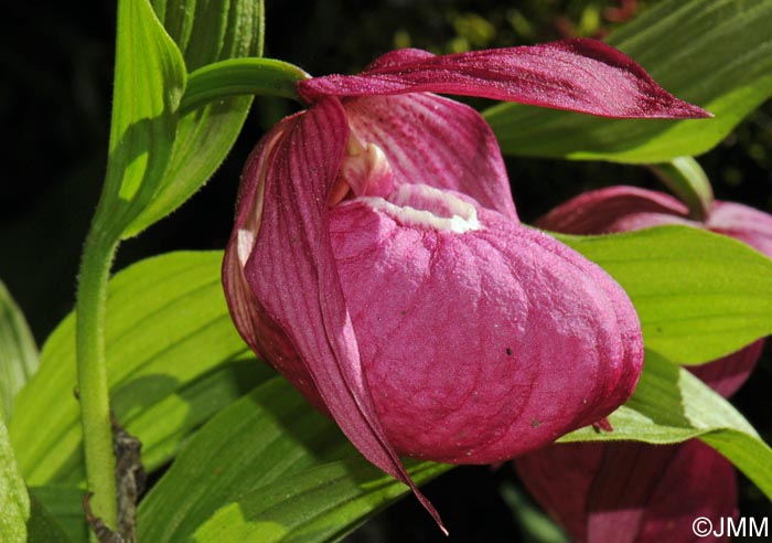 Cypripedium macranthos