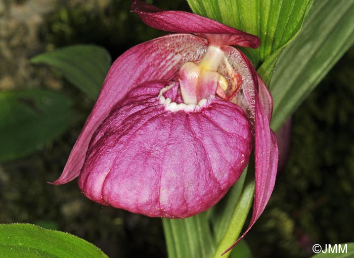 Cypripedium macranthos