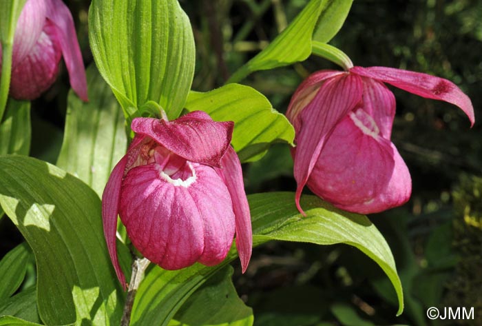 Cypripedium macranthos