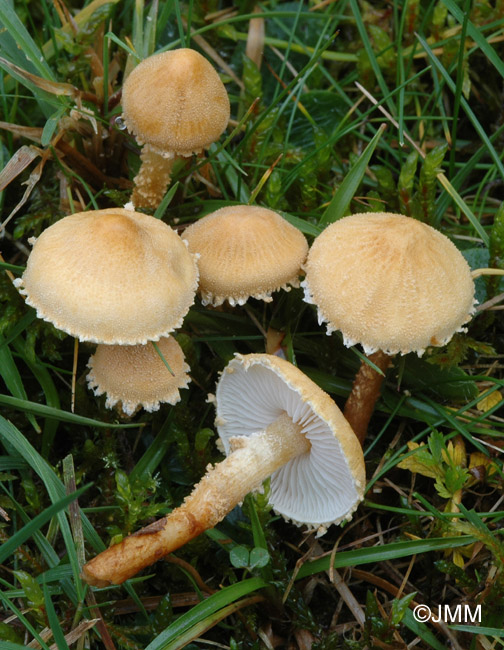 Cystoderma amianthinum