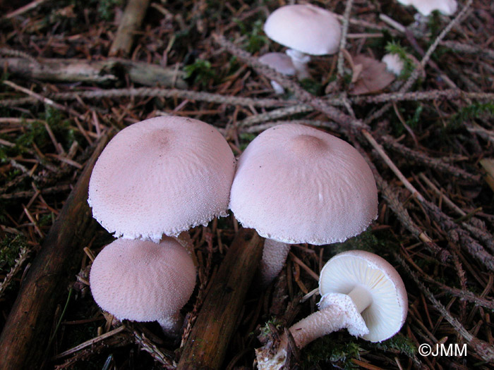 Cystoderma carcharias