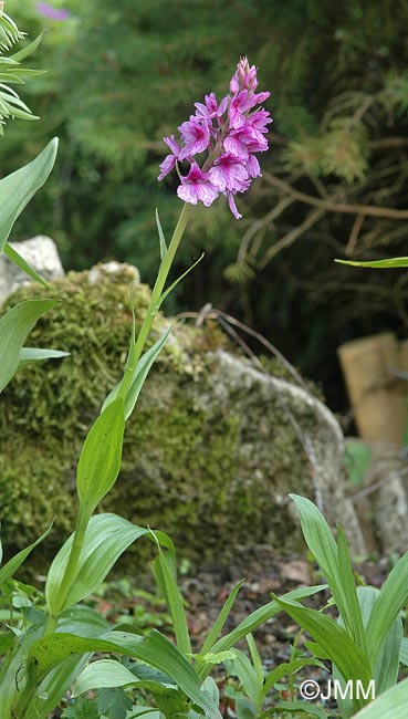 Dactylorhiza foliosa