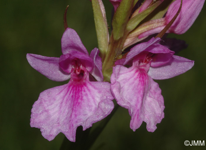 Dactylorhiza foliosa