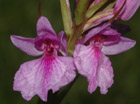 Dactylorhiza foliosa