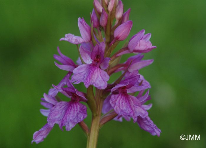 Dactylorhiza foliosa