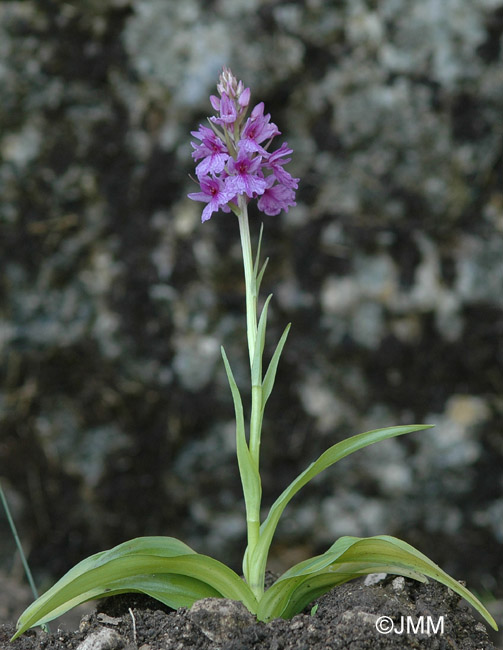 Dactylorhiza foliosa