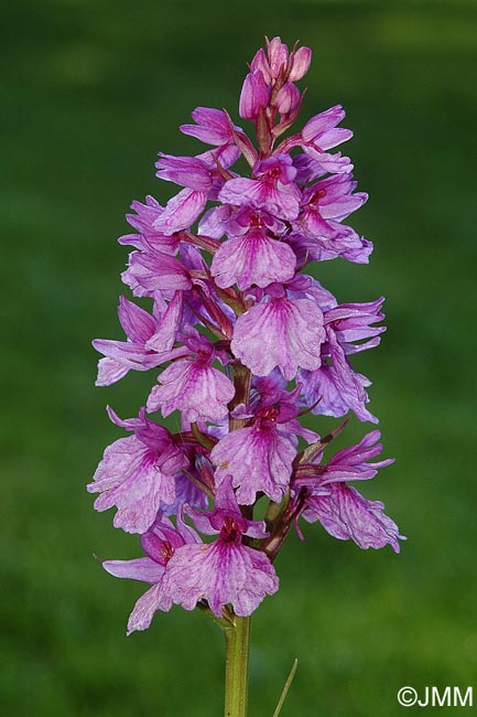 Dactylorhiza foliosa