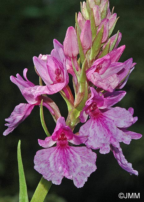 Dactylorhiza foliosa