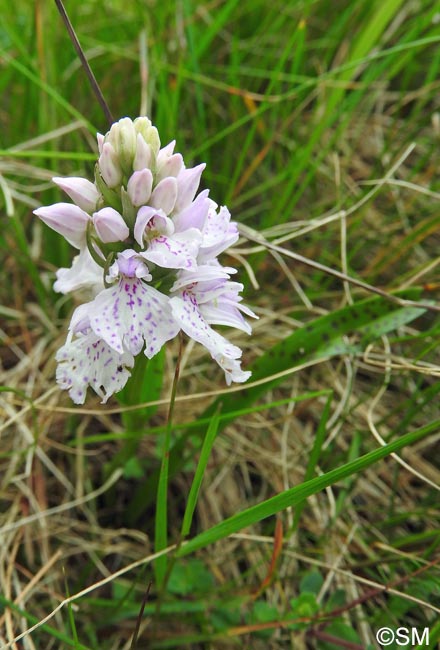 Dactylorhiza ericetorum