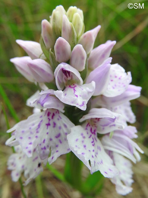 Dactylorhiza ericetorum