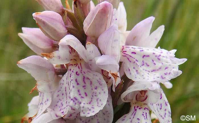 Dactylorhiza ericetorum