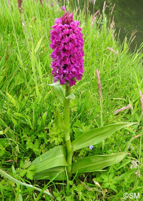 Dactylorhiza purpurella