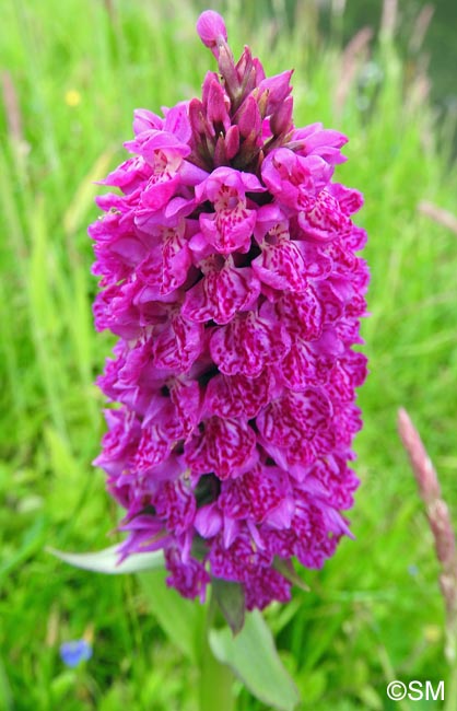 Dactylorhiza purpurella