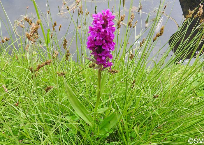 Dactylorhiza purpurella